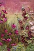 'Hollyhocks & daisies'