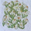 'daisies'