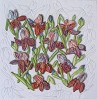 'irises'