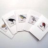birds